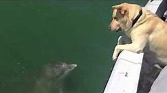 Dog talking to dolphin