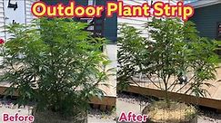 Cannabis pruning and training - lollipopping outdoor grow