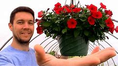 Secrets to Growing Huge Hanging Flower Baskets full of Petunias or any other Plants