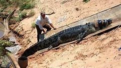 the biggest saltwater crocodile ever (KRYS)
