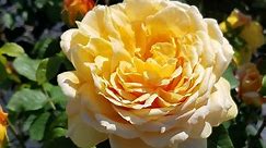 Best Roses - David Austin® Golden Celebration®🧡 English Rose//Stunning Large Golden Flowers!