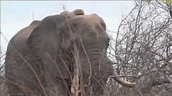Safari Live : Stefan with the biggest Bull Elephant we've ever seen on Bush Walk Oct 07, 2017