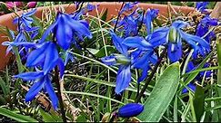 Scilla siberica, a plant blooming with intensely blue flowers for gardens in UK and USDA 2 to 8