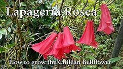 How to Grow Lapageria rosea - The Chilean Bellflower or 'Copihue'
