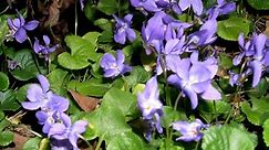 Violets come in many varieties | Gloucester County Nature Club