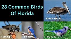 28 Common Birds Of Florida