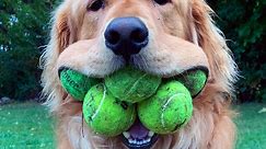 Most Tennis Balls Held In The Mouth By A Dog - Guinness World Records