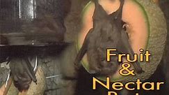 Fruit & Nectar Bat Feeding at the Children's Zoo