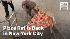 Pizza Rat Returns to New York City | NowThis