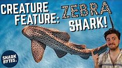 Creature Feature: Zebra Shark!