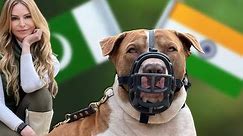 THE BULLY KUTTA - DANGEROUS BEAST FROM THE EAST? - غنڈہ کتہ کتا / बुली कुट्टा कुत्ता