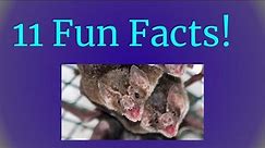 11 Fun Facts About Vampire Bats
