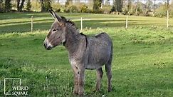 Donkey highly intelligent creatures that can form tight bonds with humans