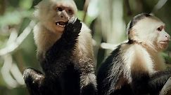Finding Capuchin Monkeys in Costa Rican Mangroves