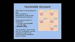 2.1.3. Nucleotides and Nucleic acids a) The structure of a nucleotide