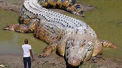 Top 10 Largest Reptiles In The World