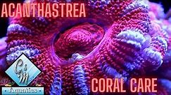 Acanthastrea Coral Care