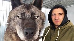 15 Largest Wolves You Won’t Believe Actually Exist