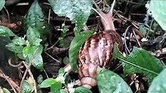 Giant pet Snail Eating Leaves / Snail