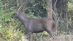 Sambar is the largest deer that... - Jim's Jungle Retreat