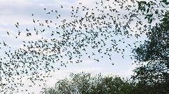 Millions of bats form tornado in the sky