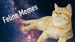 DANKEST Clean Cat Memes (Part 2!)