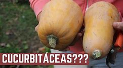Que Son Las Cucurbitaceas - Como Sembrar Calabaza, Melon, Sandía, Pepino, Zapallito, Zapallo y Lufas