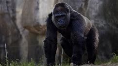 The World's Fourth Oldest Gorilla Dies Aged 59