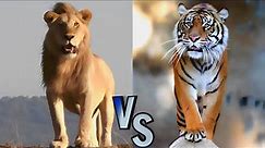 Lion vs Tiger: Who Is More Powerful | Speed and Agility Face-Off