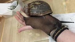 Largest Snail In The World Is Bigger Than Some Small Dogs