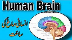 Human Brain Explain in Urdu | Biology Series | Quick Review