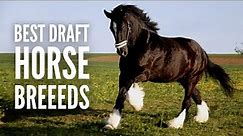 The 15 Best Work & Draft Horse Breeds