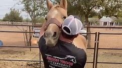 Watch this mare get her first upper neck chiropractic adjustment! Love how she looks like it feels so good afterwards! Learn how to stretch your horses at: Http://SportHorseChiropractic.com/equine-stretching-masterclass. #horse #chiropractor #chiropractic #sporthorsechiropractic #equine | Sport Horse Chiropractic