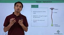 Class 11th – Flower – Gynoecium | Morphology of Flowering Plants | Tutorials Point