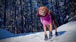 The best dog boots for winter, according to vets | CNN Underscored
