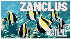 As 3 Curiosidades Mais Surpreendentes Sobre o Peixe Zanclus O Gil de Procurando Nemo!