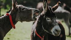 Answers to common donkey behaviour problems | The Donkey Sanctuary Webinars