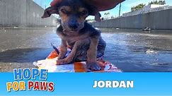 A brave little dog gets rescued from the river. His recovery with Hope For Paws will inspire you.