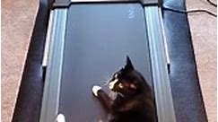Curious cat doesn't understand treadmill