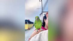 Cheerful Panama Amazon bird sings while riding motorcycle with owner