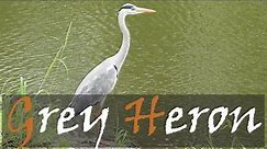 Grey Heron (Ardea cinerea) Bird Call & Video, Kruger National Park | Stories Of The Kruger
