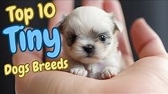 😍Top 10 Tiny Dog Breeds🐾 Teacup Dog small Dog breeds