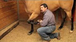 Proper Equine Chiropractic Explained By Mark DePaolo, DVM