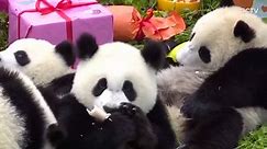 Birthday party for pandas