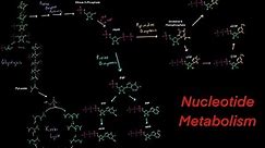 Introduction to Nucleotide Metabolism, Biosynthesis and Degredation (Purines and Pyrimidines)