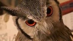 The face of a Northern white-faced owl can be very expressive