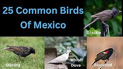 25 Common Birds Of Mexico