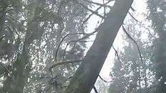 Logger makes himself a spot to stand while falling a tree #reels #reelsfb #reelsvideo #rellsviral #fypシ #usa #unitedstates | Show Onn