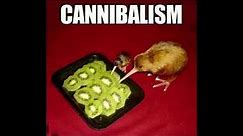 CANNIBALISM | kiwi eating kiwi
