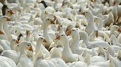 Avian influenza strain discovered in mammals, World Health Organization monitoring spread